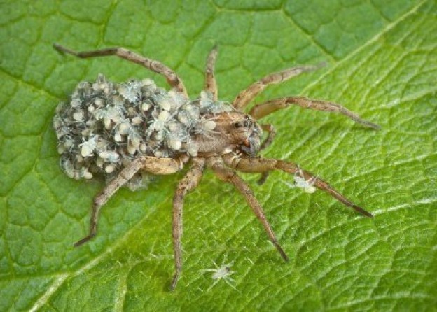 Top 10 Wolf Spider Facts That Will Surely Freak You Out – Scatter Web